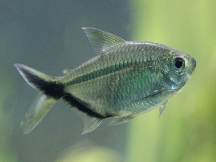 МОЕНКАУЗИЯ КОСТА (Moenkhausia&nbsp;costae)