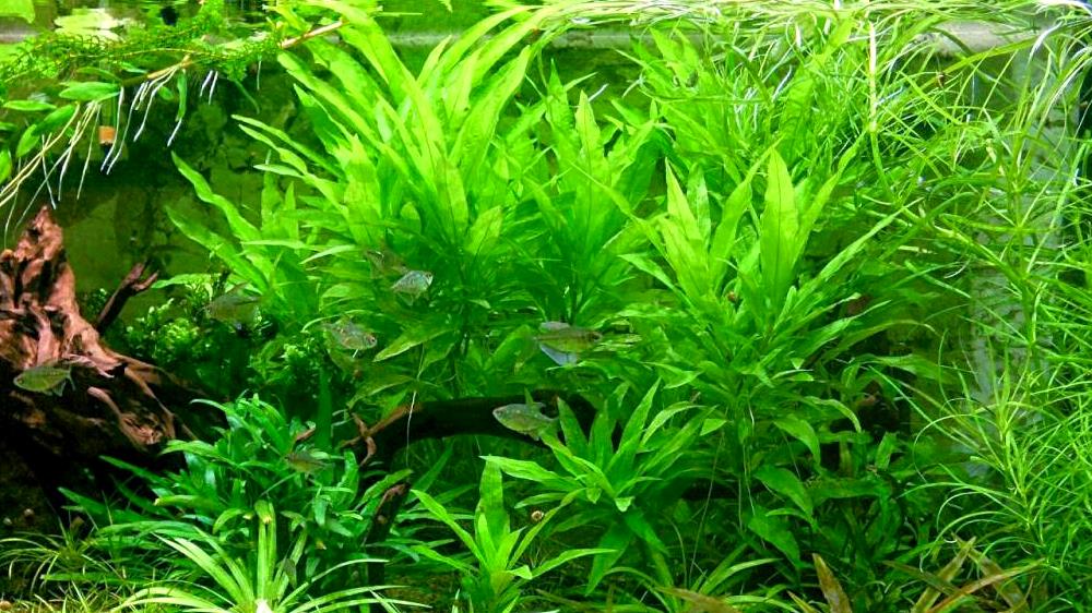 Номафила прямая или Лимонник (Nomaphila&nbsp;stricta)