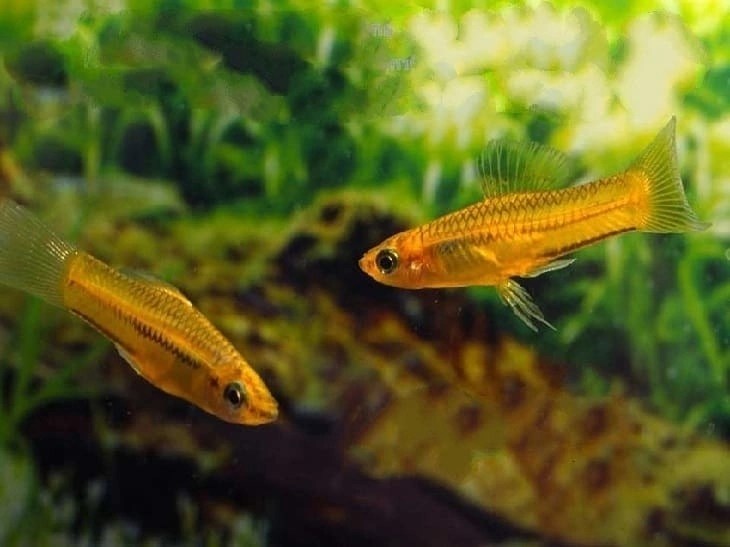 Меченосец пигмей (карликовый) (Xiphophorus&nbsp;pygmaeus)
