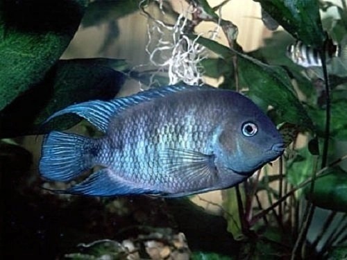Цихлазома сизая или Цихлазома голубоглазая (Cichlasoma spilurum, Cichlosoma&nbsp;immaculatum)