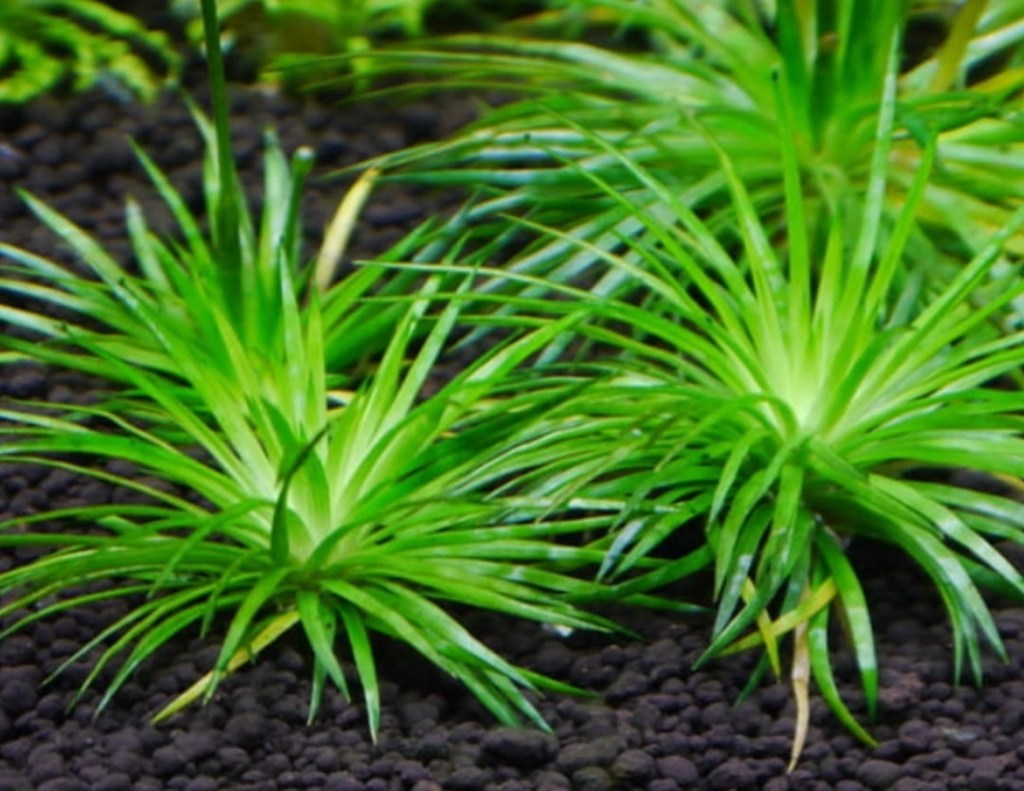 ЭРИОКАУЛОН СИНЕРИУМ (Eriocaulon sp. «Cinereum»)