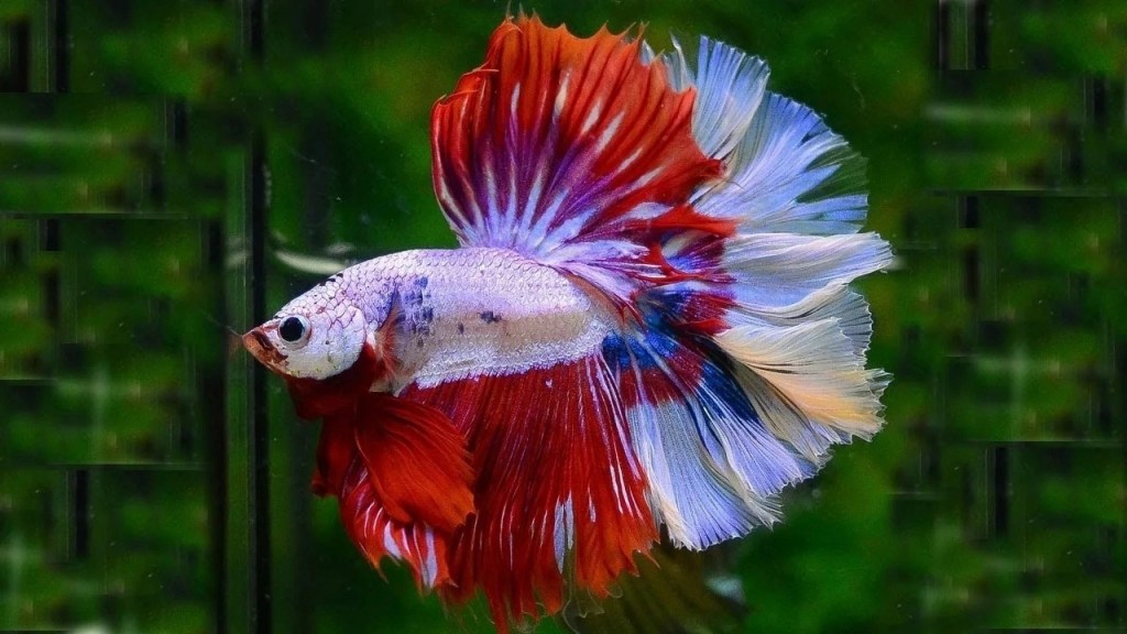 Бойцовая рыба или Сиамский петушок (Betta&nbsp;splendens).
