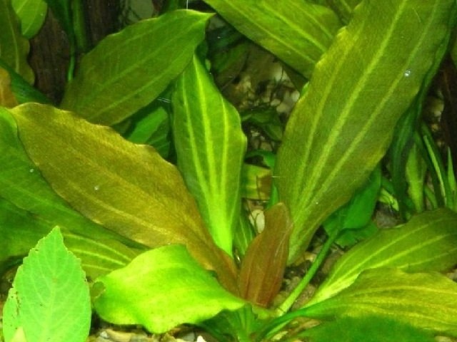 Эхинодорус лопатолистный (Echinodorus palaefolius)
