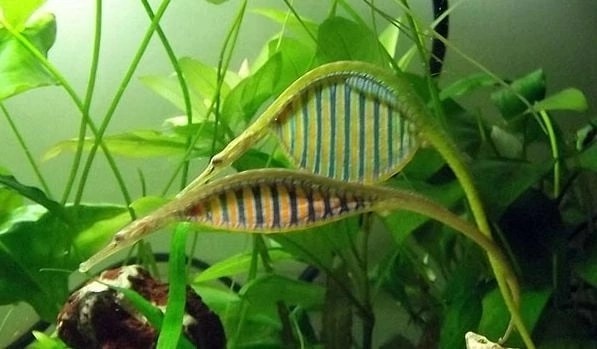 РАДУЖНАЯ ПРЕСНОВОДНАЯ РЫБА-ИГЛА (Microphis&nbsp;deocata)