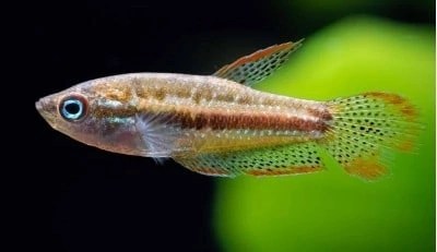 Гурами карликовый (Trichopsis&nbsp;pumila)