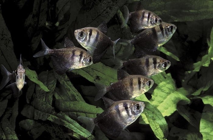 Тернеция (Gymnocorymbus ternetzi)