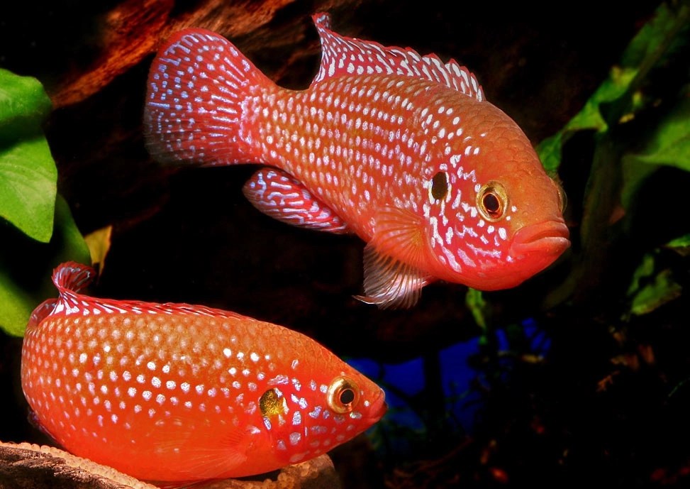 Хромис красавец (Hemichromis&nbsp;bimaculatus)