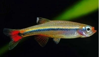 Кардинал (Tanichthys albonubes)