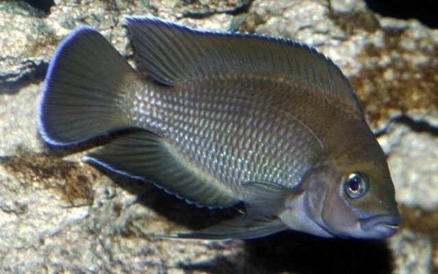 Лампрологус Мура (Lamprologus&nbsp;moorii)