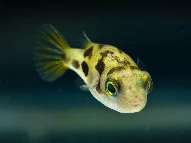 Тетрадон карликовый (Carinotetraodon travancoricus)