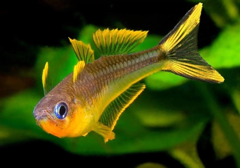 Попондетта фурката (Pseudomugil&nbsp;furcatus)