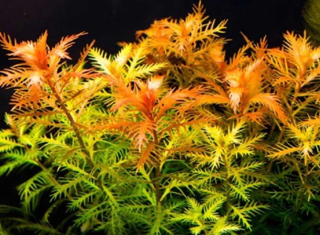 ПРОЗЕРПИНАКА ПАЛЮСТРИС (Proserpinaca&nbsp;palustris)