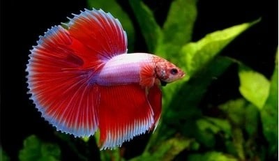 Сиамский петушок (Betta splendens)