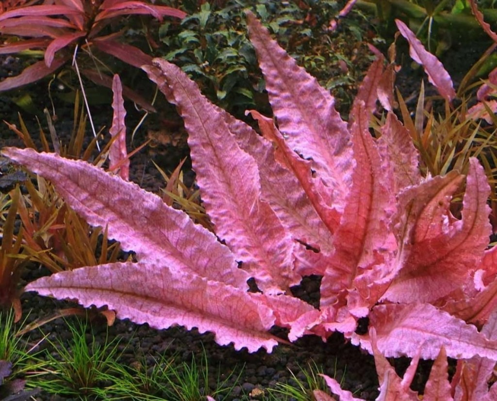 КРИПТОКОРИНА ФЛАМИНГО (Cryptocoryne spec.&nbsp;`Flamingo`)