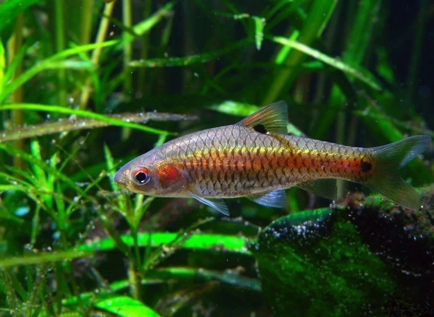 Барбус Двухточечный (Puntius bimaculatus).