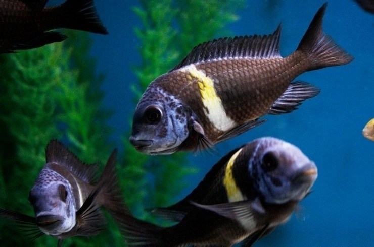 Трофеус звездчатый (Tropheus&nbsp;duboisi)