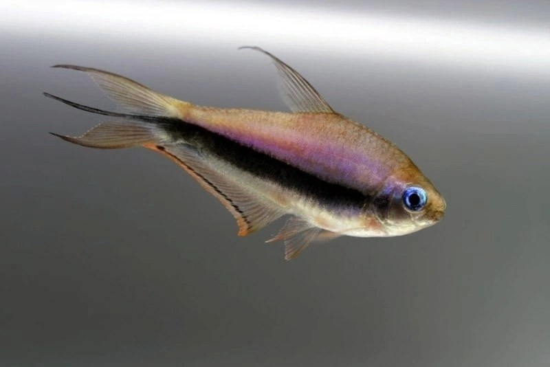 Императорская или Королевская Тетра (Nematobrycon&nbsp;palmeri).