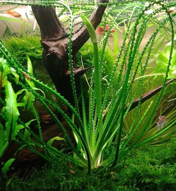 Кринум волнистый (Crinum calamistratum)