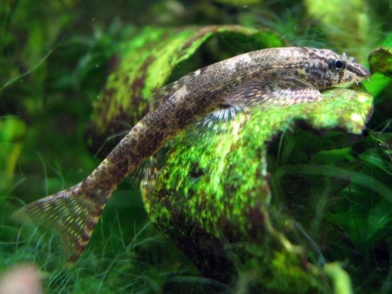 Хомалоптера Смита (Homalopteroides smithi).