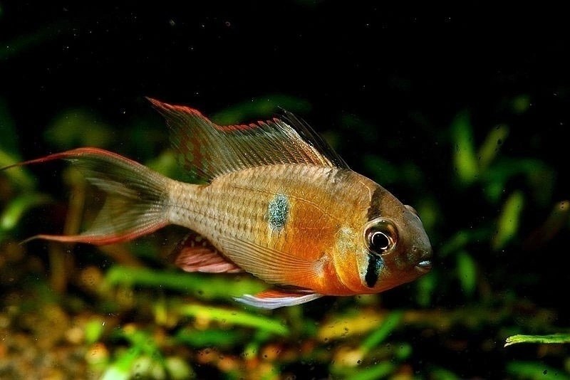 Боливийская бабочка или Апистограмма альтиспиноза (Mikrogeophagus altispinosus)