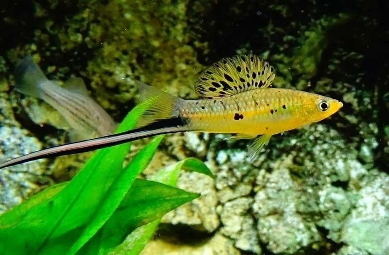 Меченосец Монтесумы (Xiphophorus montezumae).