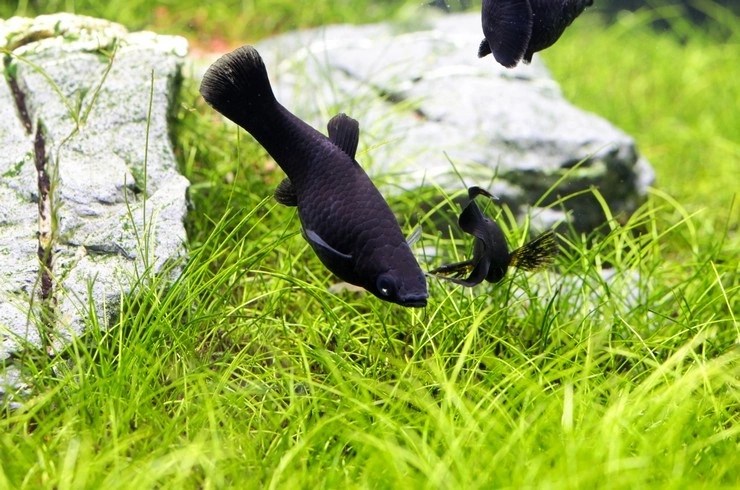 Моллинезия чёрная, сокращённое название Чёрная Молли (Black&nbsp;Molly).