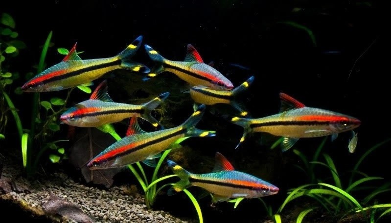 Барбус Денисони (Sahyadria denisonii).