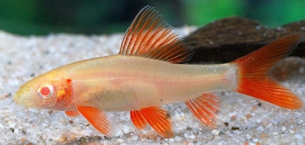 Лабео таиландский (Epalzeorhynchos frenatus)